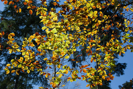 叶子和秋天颜色的印象图片