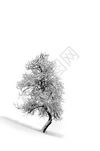 白雪皑皑的冬天里的树图片