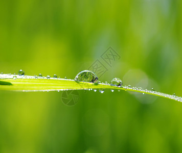 绿草上滴水图片