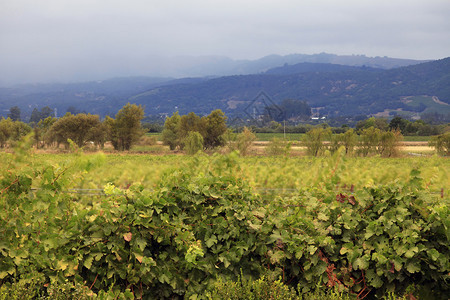 加州纳帕葡萄酒产区的葡萄园图片