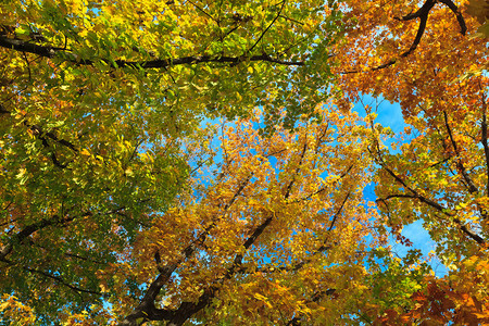 秋天树木天空的投影背景图片