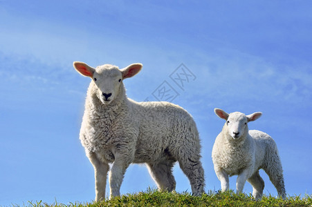 两只可爱的好奇羔羊看着摄影机在春月蓝图片