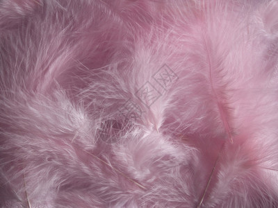 柔和的粉红色羽毛背景背景图片