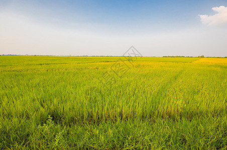 泰国蓝天下的稻田景观图片