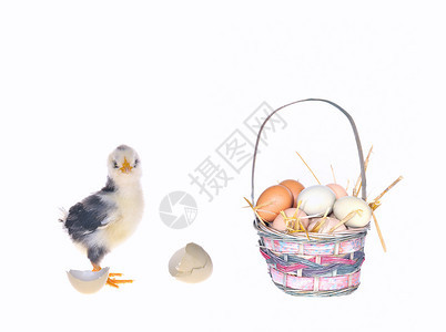 鸡用一篮鸡蛋图片
