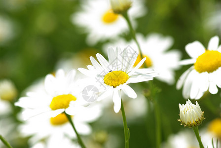夏天花甘菊在草地上开花图片