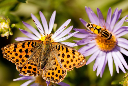 蝴蝶在自然栖息地阿金尼斯潘多拉图片