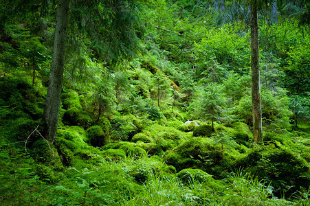山坡上茂密的常绿森林图片