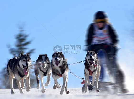 骑狗滑雪图片