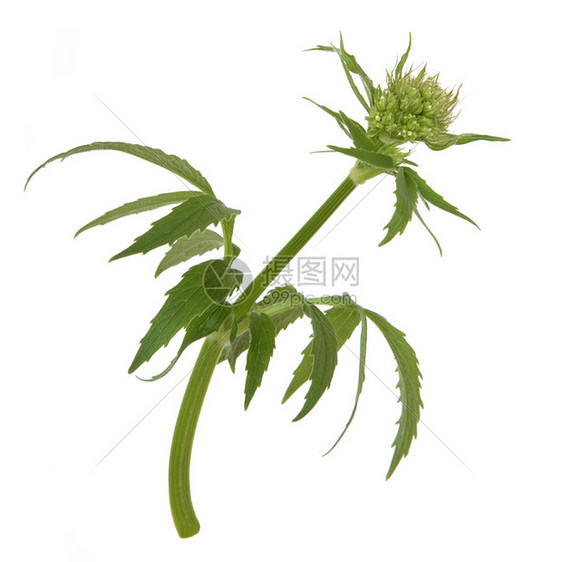 在白色背景隔绝的缬草本花蕾缬草图片