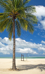 热带海滩有棕榈树清洁沙图片