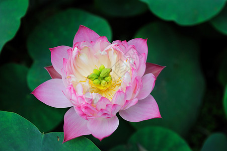 莲花和植物洋莲藕,照片  |莲体荷花