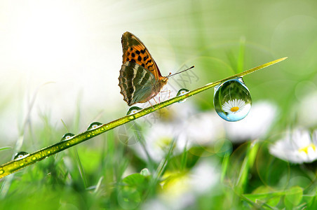 新鲜的晨露和蝴蝶背景图片