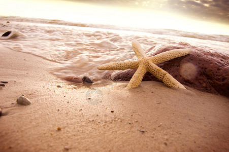 海星在海滩上的海水中图片