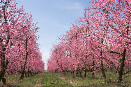 乡村的春天桃园与粉红色的花朵图片