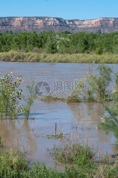 科罗拉多河春季在大交界处与连通湖泊州公园的树林和背景中的科罗拉多纪图片