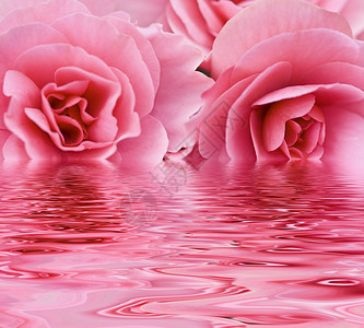 两朵粉红玫瑰图片