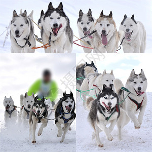 骑狗滑雪图片