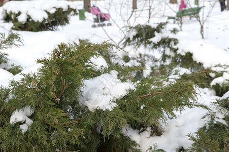 雪落在绿色树枝上图片