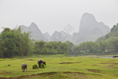 中国农民丰收节阳朔田园风光背景