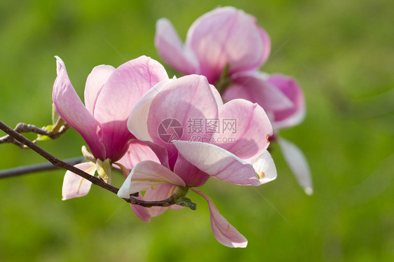 玉兰花的粉红色图片