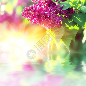 Lilac花的分支春季设计主题图片