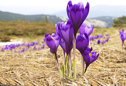 花紫色番红花春天风景背景图片