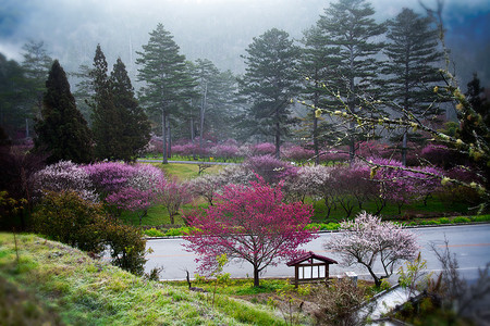 梅花盛开的树枝深散景图片