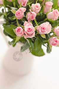一大束被白色隔离的粉红玫瑰图片