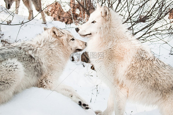 在雪地里摆姿势的两只雌北极狼图片