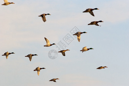 图片显示飞行中的鸭子鸟类寻找食图片