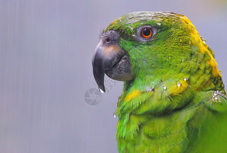 鹦鹉亚马逊在雨中图片