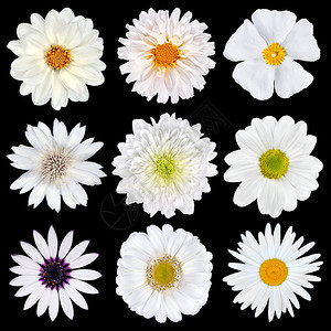 在黑色背景上隔离的白花的各种选择一组九朵雏菊格柏万寿菊骨草菊花草莓图片