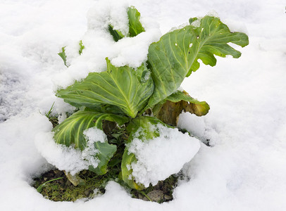 意想不到的雪全球欧洲冷却概念下的灌木图片