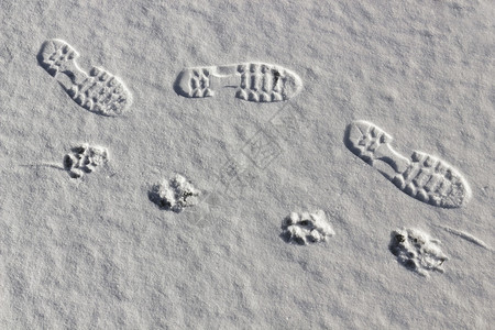 人类和野兽总是有概念的在新鲜雪中图片