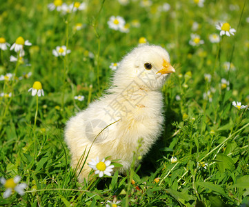 鸭zheng草地上的小鸡背景
