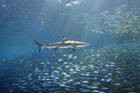 有一大所学校的鱼从猎食黑底礁鲨鱼中逃出来图片
