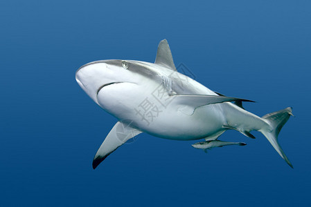 灰礁或捕鲸鲨鱼在水下游荡这些鲨鱼会变得非背景图片