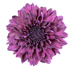孤立在白色背景上的紫色菊花图片