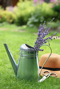 水罐中的紫素夏天花园中图片