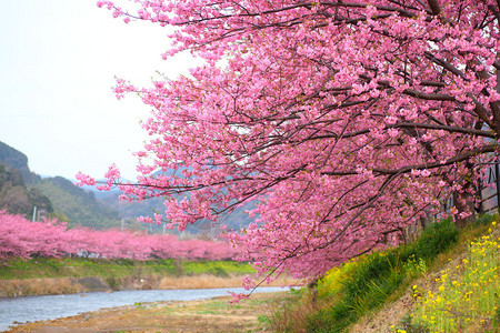 粉红樱花石冈日本的Kaw图片