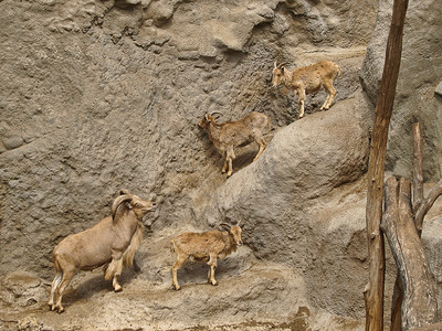 山羊和公羊攀登岩石图片