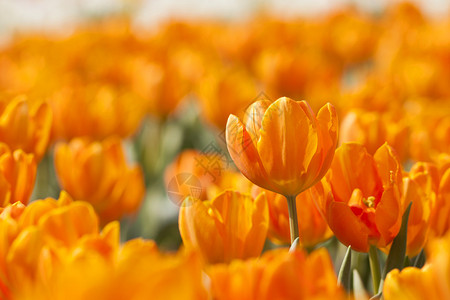 春天的橙色郁金香图片