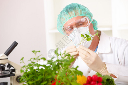 研究员举起转基因蔬菜转基因生物或GEO在这里转基因植物是一种植物图片