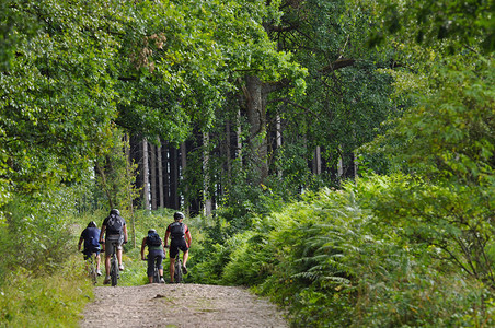 在比利时阿登的一片绿林里骑车的四图片