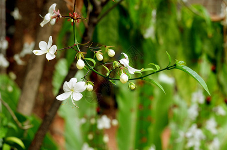 花园中的白花clerodendrumSmith图片