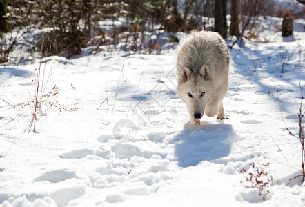 北极野狼的头低在雪上在北爱达荷森林采背景图片