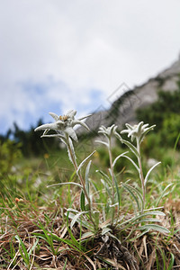 山附近的天然花束雪绒花背景图片
