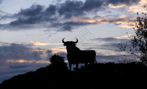 西班牙田野中公牛的剪影图片