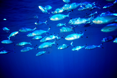 在蓝色的水中聚集dcral鱼图片